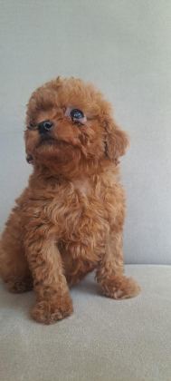 KORE TEA CUP POODLE YAVRULAR