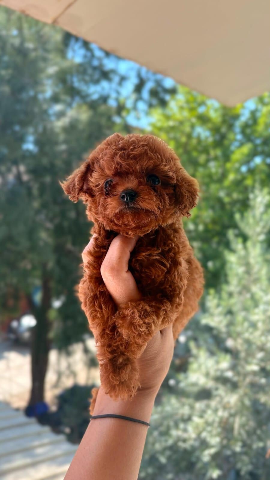 KORE TEA CUP POODLE YAVRULAR