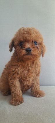 KORE TEA CUP POODLE YAVRULAR