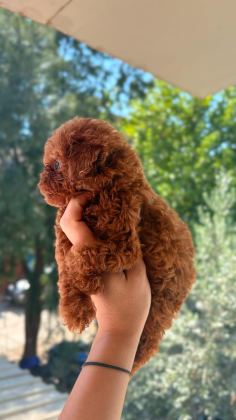 KORE TEA CUP POODLE YAVRULAR