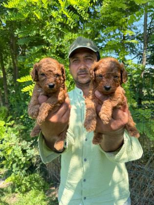 TOY POODLE YAVRULARIMIZ BİR BİRİNDEN GÜZEL