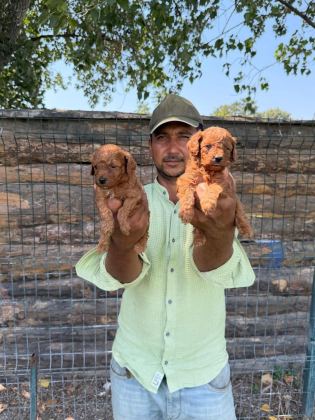 TOY POODLE YAVRULARIMIZ BİR BİRİNDEN GÜZEL