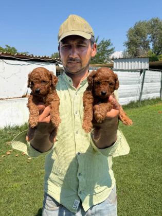 TOY POODLE YAVRULARIMIZ BİR BİRİNDEN GÜZEL