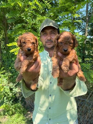TOY POODLE YAVRULARIMIZ BİR BİRİNDEN GÜZEL