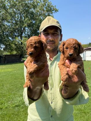 TOY POODLE YAVRULARIMIZ BİR BİRİNDEN GÜZEL