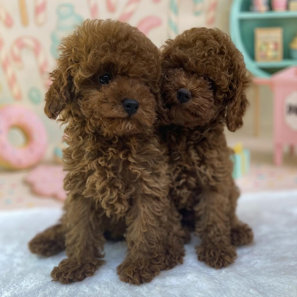 TEACUP TOY POODLE