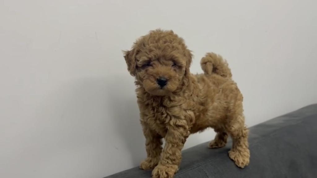 KİLO BOY GARANTİLİ TOY POODLE