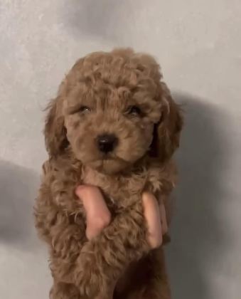 KİLO BOY GARANTİLİ TOY POODLE