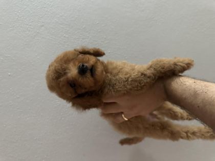KİLO BOY GARANTİLİ TOY POODLE
