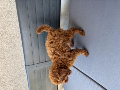 2,5 AYLIK ERKEK TOY POODLE