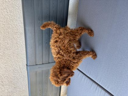 2,5 AYLIK ERKEK TOY POODLE