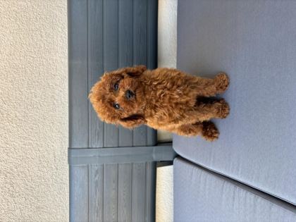 2,5 AYLIK ERKEK TOY POODLE