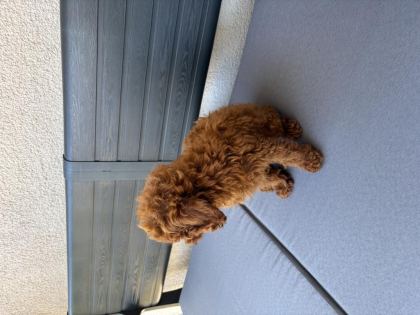 2,5 AYLIK ERKEK TOY POODLE