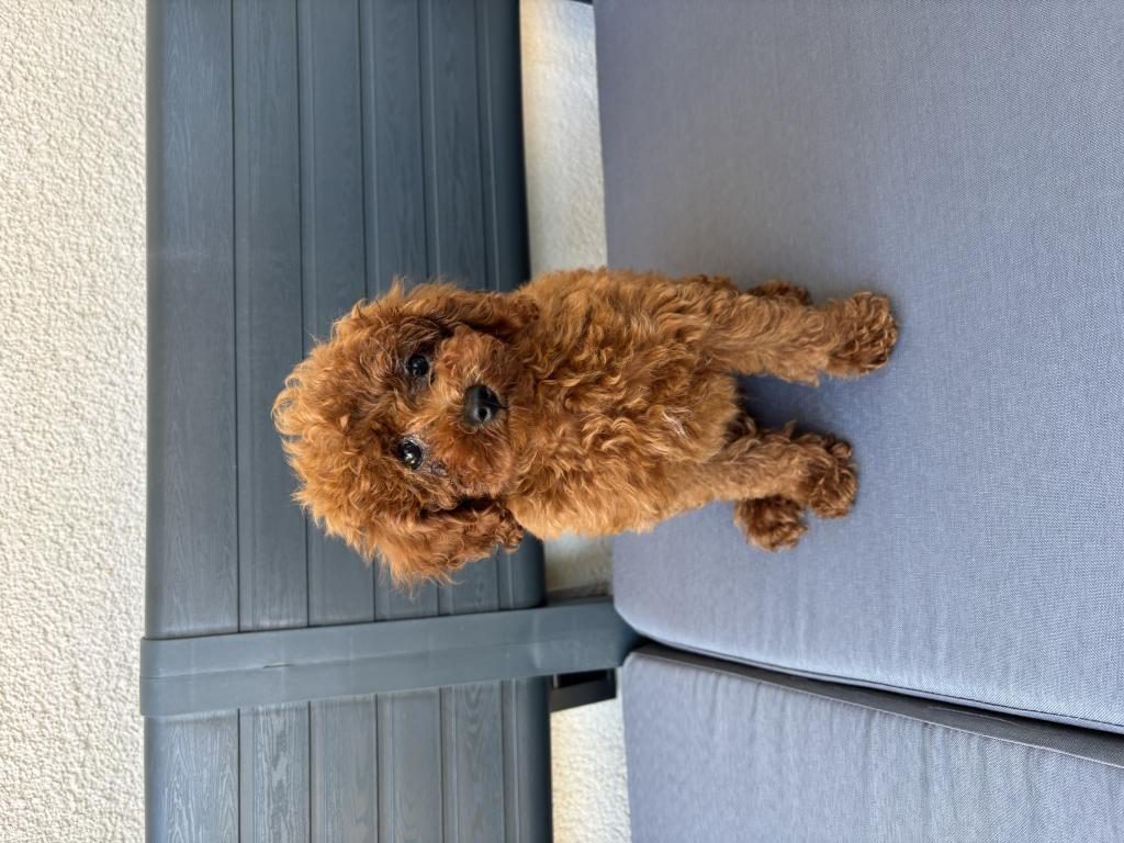 2,5 AYLIK ERKEK TOY POODLE