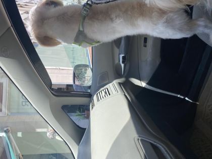 MALTESE TERRİER KÖPEĞİ