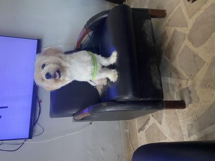 MALTESE TERRİER KÖPEĞİ