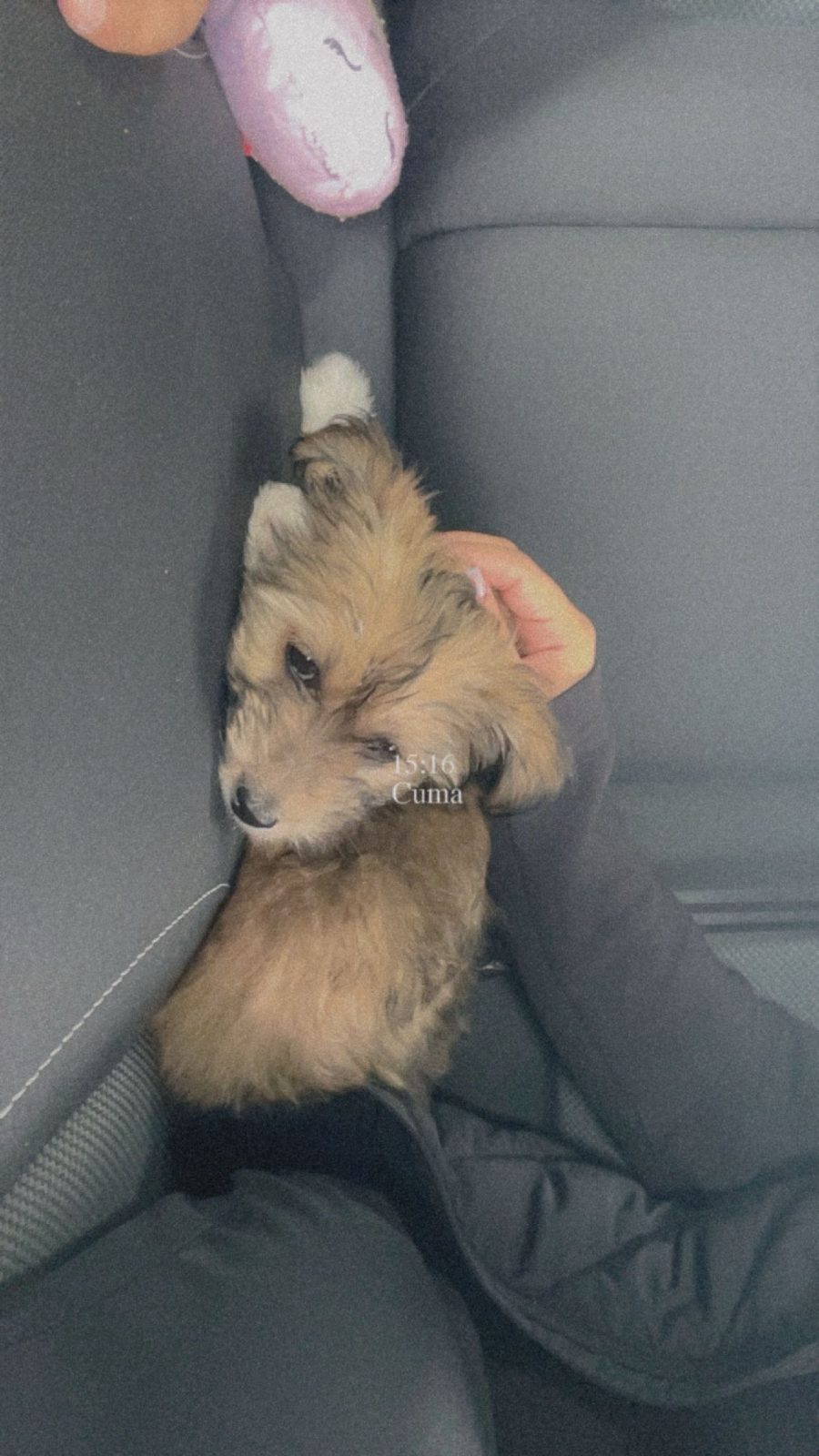 Köpeğim lotusa sahip