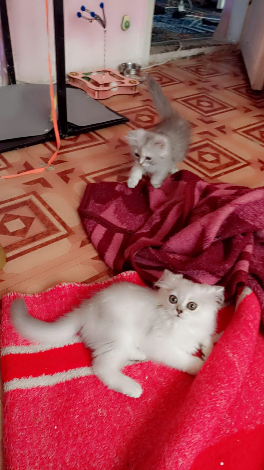 güzel kedi