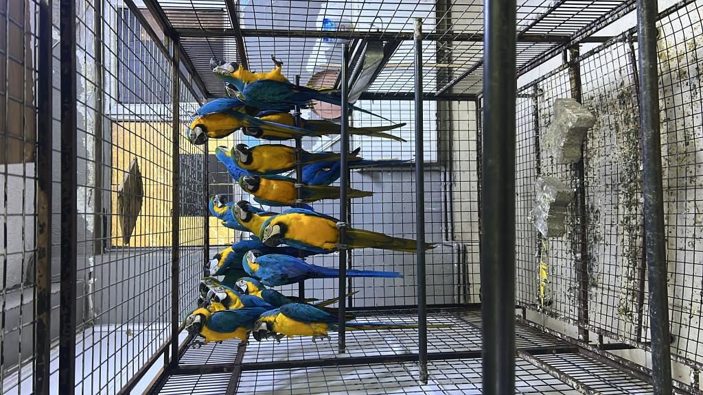 MACAW PAPAĞANLARI - Ara Macaw - İstanbul