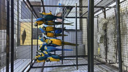 MACAW PAPAĞANLARI - Ara Macaw - İstanbul