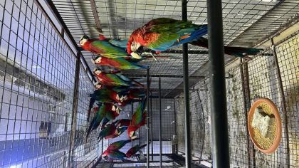 MACAW PAPAĞANLARI - Ara Macaw - İstanbul