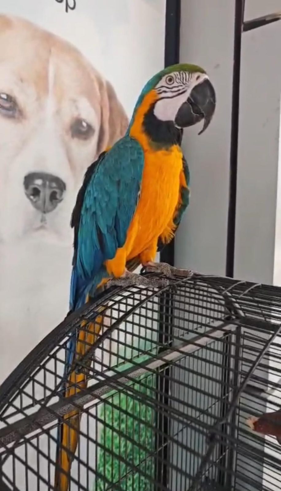 BELGELİ ÇİPLİ ARA MACAW ÖZEL RENK - Ara Macaw - Ankara