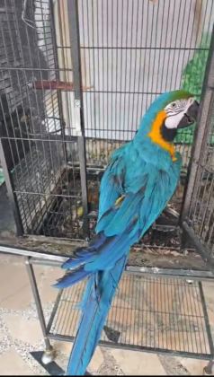 BELGELİ ÇİPLİ ARA MACAW ÖZEL RENK - Ara Macaw - Ankara