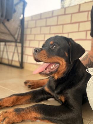 A ŞECERELİ ERKEK ROTTWEİLER YAVRULARIM - Rottweiler - İstanbul