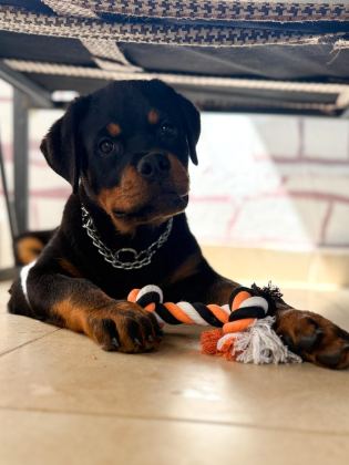 A ŞECERELİ ERKEK ROTTWEİLER YAVRULARIM - Rottweiler - İstanbul