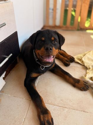 A ŞECERELİ ERKEK ROTTWEİLER YAVRULARIM - Rottweiler - İstanbul