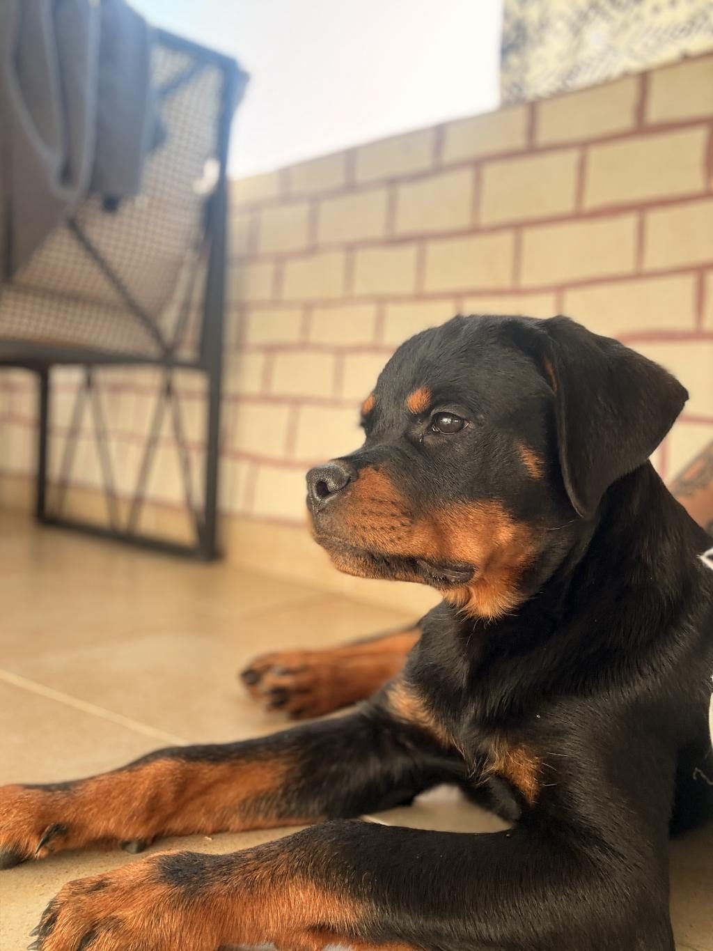 A ŞECERELİ ERKEK ROTTWEİLER YAVRULARIM - Rottweiler - İstanbul