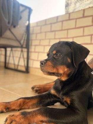 A ŞECERELİ ERKEK ROTTWEİLER YAVRULARIM - Rottweiler - İstanbul