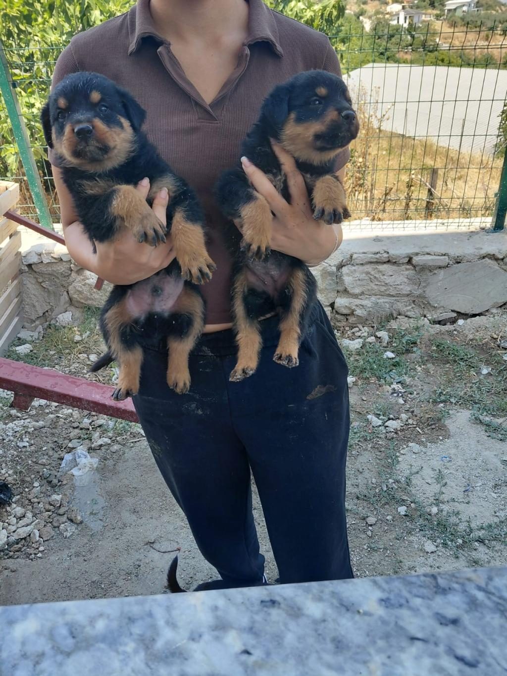 ROTTWEİLER YAVRULAR - Rottweiler - Denizli