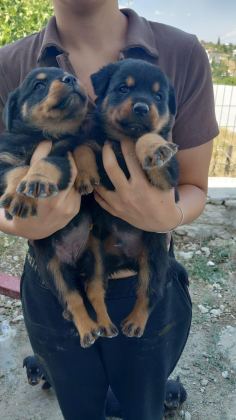 ROTTWEİLER YAVRULAR - Rottweiler - Denizli