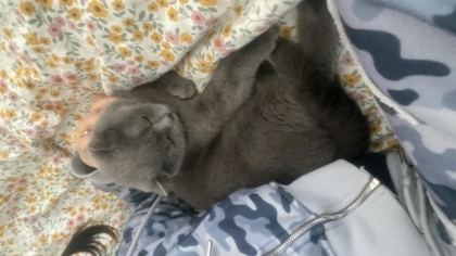 1,5 YAŞINDA DİŞİ BRİTİSH SHORTHAİR - British Shorthair - Malatya