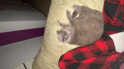 1,5 YAŞINDA DİŞİ BRİTİSH SHORTHAİR - British Shorthair - Malatya