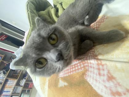 1,5 YAŞINDA DİŞİ BRİTİSH SHORTHAİR - British Shorthair - Malatya