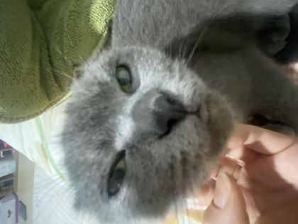 1,5 YAŞINDA DİŞİ BRİTİSH SHORTHAİR - British Shorthair - Malatya