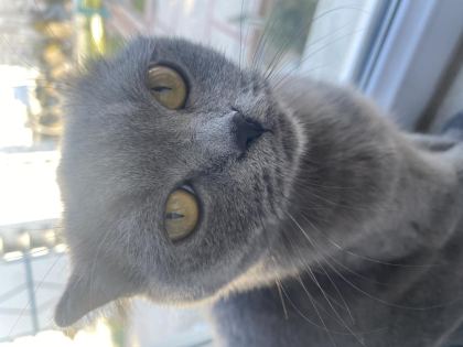 1,5 YAŞINDA DİŞİ BRİTİSH SHORTHAİR - British Shorthair - Malatya