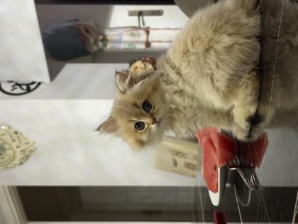 ANNE BABA GOLDEN YAVRU KEDİLER - British Shorthair - Antalya