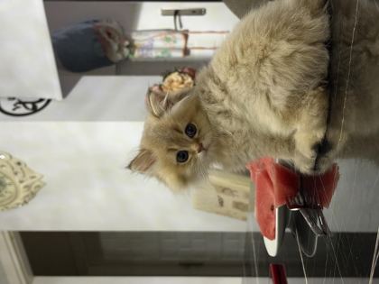 ANNE BABA GOLDEN YAVRU KEDİLER - British Shorthair - Antalya