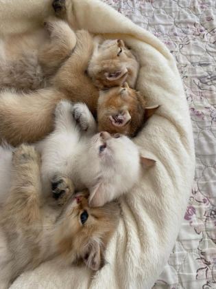 ANNE BABA GOLDEN YAVRU KEDİLER - British Shorthair - Antalya