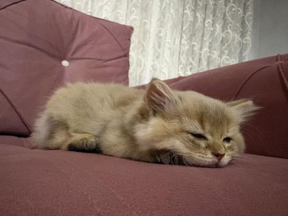 ANNE BABA GOLDEN YAVRU KEDİLER - British Shorthair - Antalya