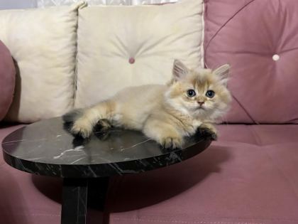 ANNE BABA GOLDEN YAVRU KEDİLER - British Shorthair - Antalya