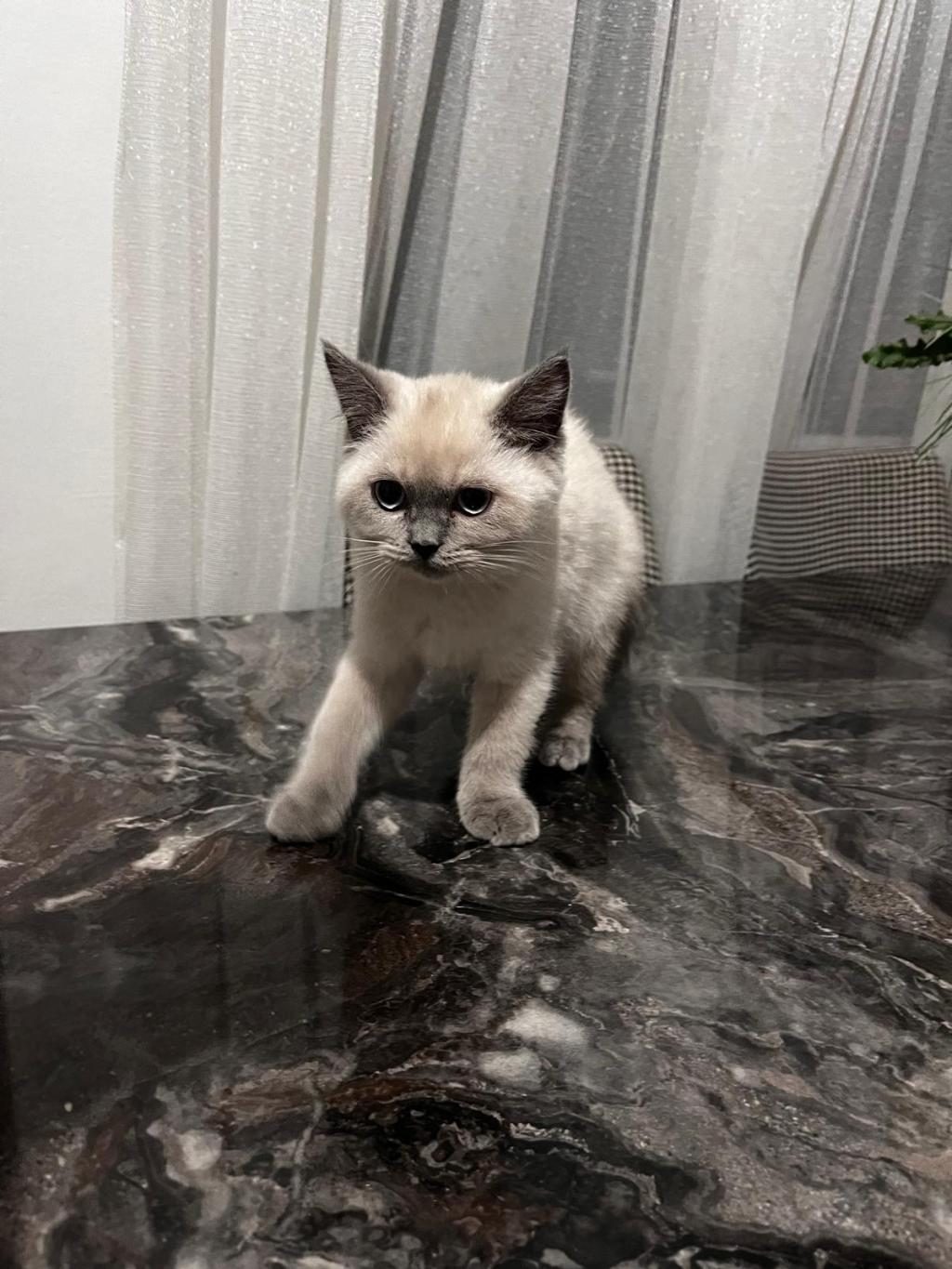 BRİTİSH KEDİSİ YAVRULAR - British Shorthair - Diyarbakır