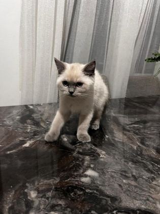 BRİTİSH KEDİSİ YAVRULAR - British Shorthair - Diyarbakır