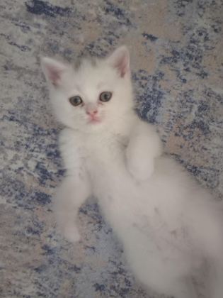 BRİTİSH KEDİSİ YAVRULAR - British Shorthair - Diyarbakır