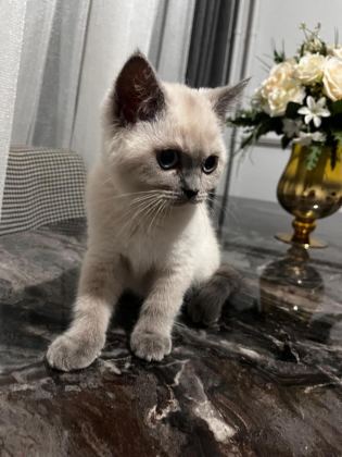 BRİTİSH KEDİSİ YAVRULAR - British Shorthair - Diyarbakır