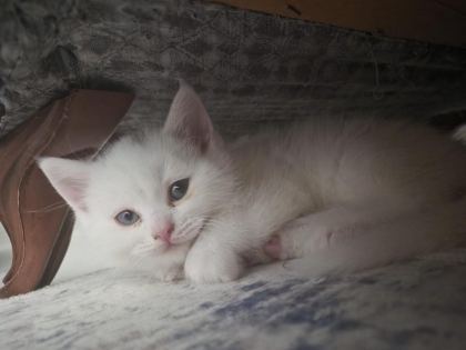 BRİTİSH KEDİSİ YAVRULAR - British Shorthair - Diyarbakır