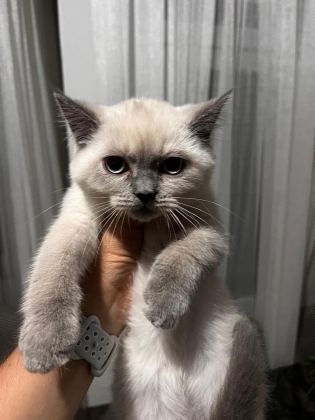 BRİTİSH KEDİSİ YAVRULAR - British Shorthair - Diyarbakır